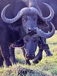 Chobe rivier: buffels