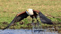 Chobe rivier: opstijgen visarend