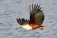 Chobe rivier: Visarend in vlucht
