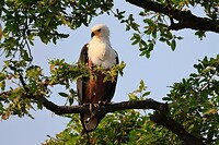 Chobe river: Visarend