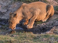 Chobe N.P.: leeuw ah drinken