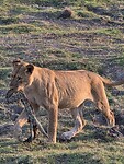 Chobe N.P.:  leeuw met jonge krokodil