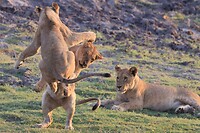 Chobe N.P.: leeuwen ah spelen