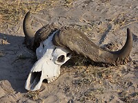 Chobe N.P.: schedel buffel