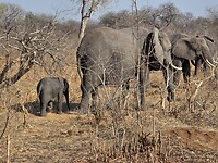 Chobe N.P.: kudde olifanten