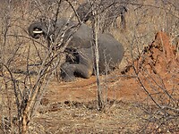 Chobe N.P.: olifant in rust