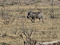Chobe N.P.: wrattenzwijn