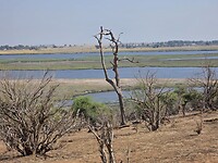 Chobe N.P. en delta N.P.