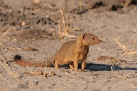 Chobe N.P.: Mangoeste