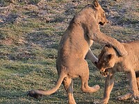 Chobe N.P.: leeuwen ah spelen
