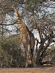 Chobe N.P.: giraffe