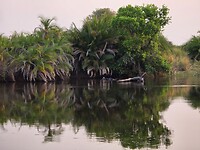Okavango delta: spiegeling in het water