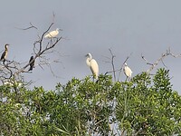 Okavango delta: witte reigers