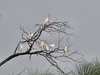 Okavango delta: witte reigers