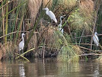 Okavango delta: witte reigers
