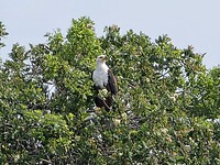 Okavango delta: visarend