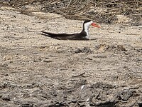 Okavango delta: Afrikaanse schaarbek
