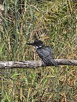 Okavango delta: reuzenijsvogel