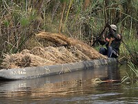 Okavango delta: verzameld riet