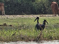 Okavango delta: Gespleten bek ooievaar