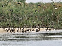 Okavango delta: krokodil en fanzen
