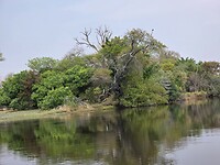oever in de Okavango delta