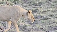 Chobe N.P: spelende leeuwen
