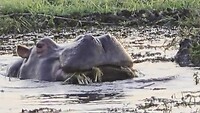 Chobe river: etende nijlpaard in het water