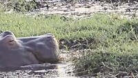 Chobe river: Nijlpaard aan het gras eten in het water