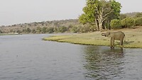Chobe river: Drinkende olifant