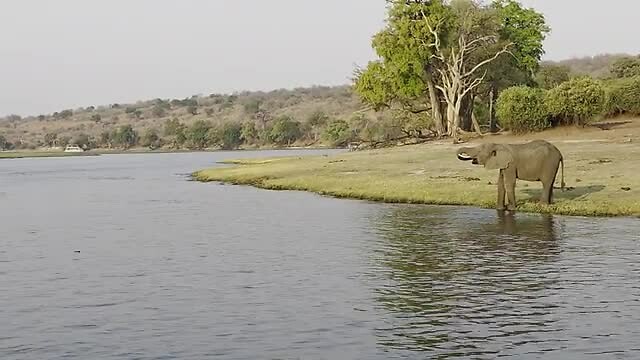 Chobe river: Drinkende olifant
