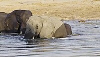 Elephantsands: spelende olifanten in het water