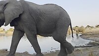 Elephantsands: kudde olifanten naar de poel