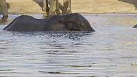 Elephantsands: groep spelende olifanten in de poel