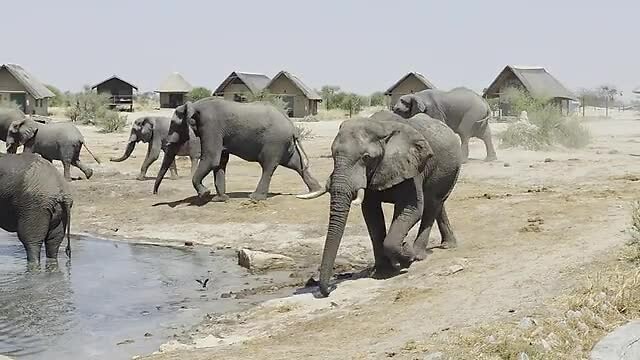 Elephantsands: kudde olifanten dichtbij