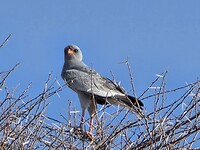 Etosha: Zanghavik