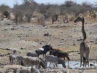 Etosha: giraffe  zebras en gnoes