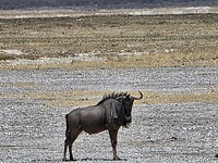 Etosha: gnoe