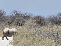 Etosha: neushoorn