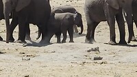 Etosha N.P.: kudde olifanten in Sumskor