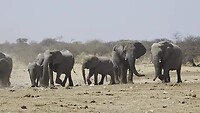 Etosha N.P.: kudde olifanten in Tsumcor