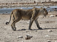 Etosha: vrouw leeuw