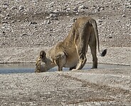 Etosha: Drinkende leeuw