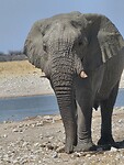 Etosha: olifant dichtbij