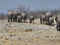 Etosha: Kudde olifanten lopen weg