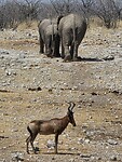 Etosha: Olifant en hartebeest
