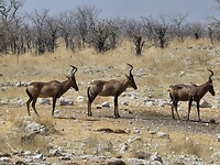 Etosha: 3 Hartebeesten