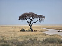 Etosha: 1 boom op de savanne