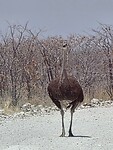 Etosha: vrouw struisvogel