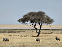 Etosha: 1 boom op de savanne en 3 gnoes